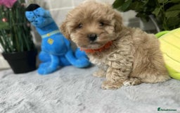Maltipoo dogs for sale: Maltipoo - Image 11