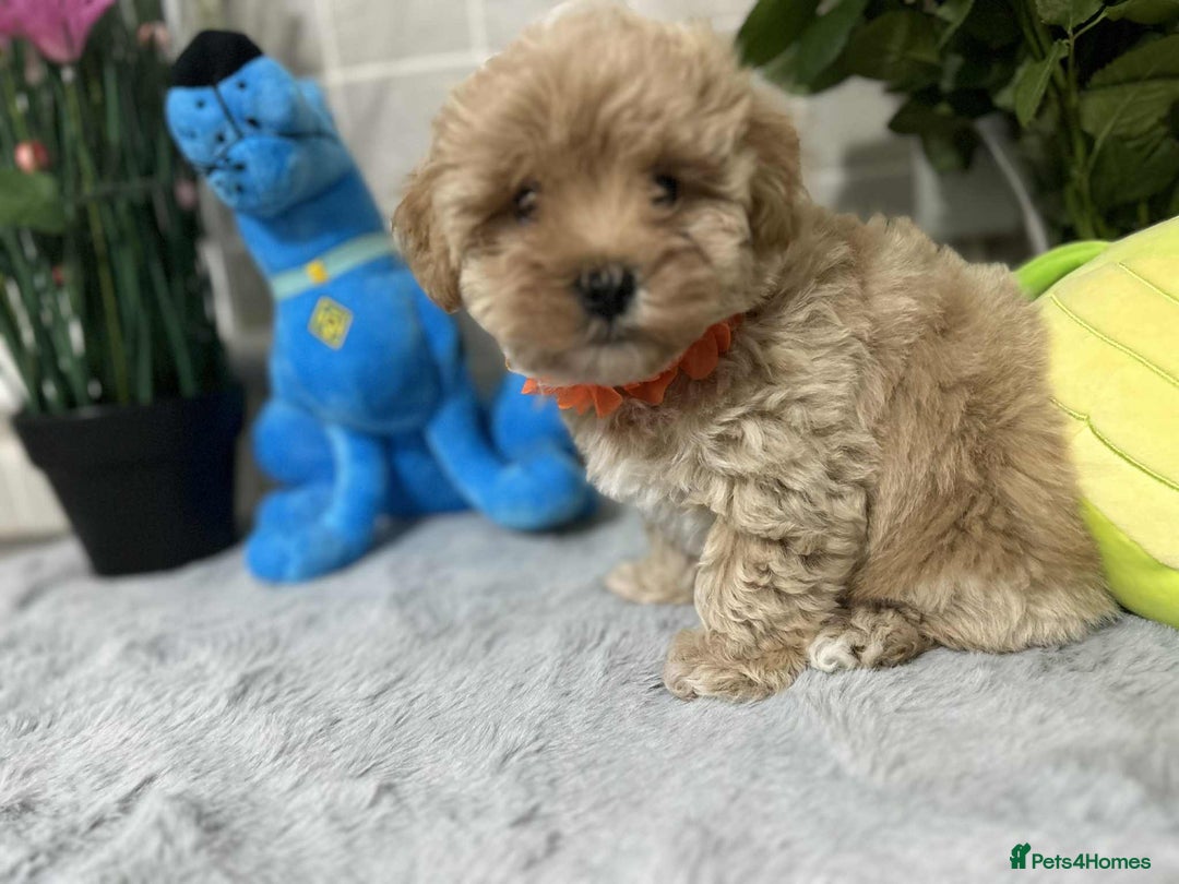 Maltipoo dogs for sale: Maltipoo - Image 11