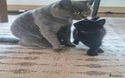 British Shorthair cats for sale: Unexpected Bundle of Joy - Image 9