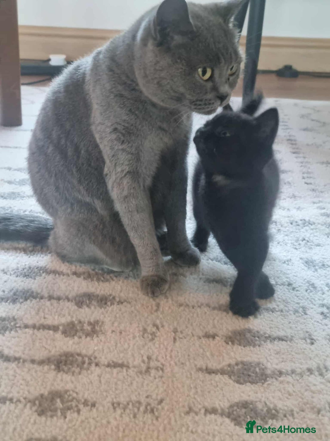 British Shorthair cats for sale: Unexpected Bundle of Joy - Image 9