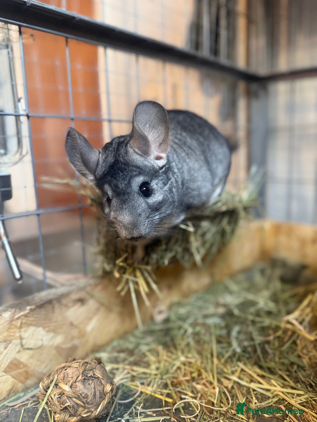 Chinchilla rodents for sale: 3 Chinchillas (family) - Image 9