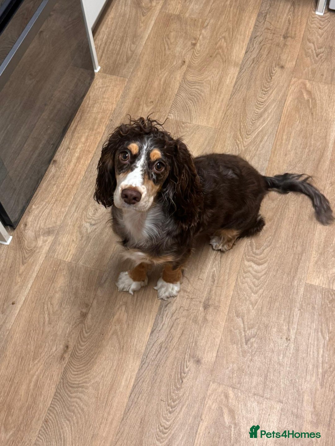Cocker Spaniel dogs for sale: 1 and half year old cocker spaniel  - Advert 1
