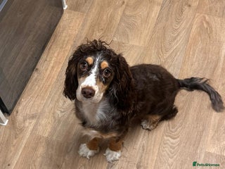 Cocker Spaniel dogs 1 and half year old cocker spaniel - Advert 1