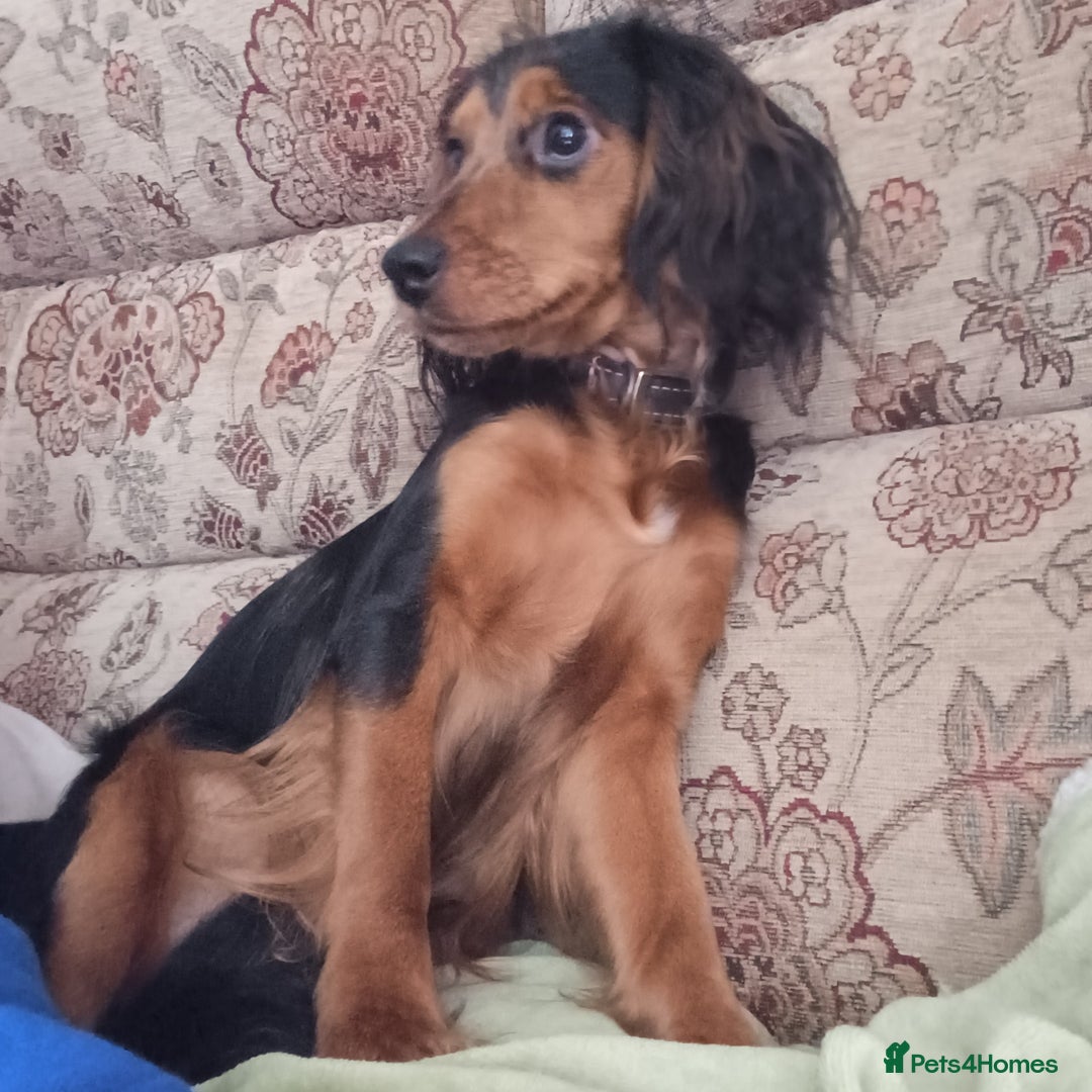 Mixed Breed dogs for sale: This is Snowy in kings lynn  in King's Lynn - Image 5