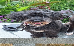 Maltipoo dogs for sale: Rosie maltipoo - Image 1