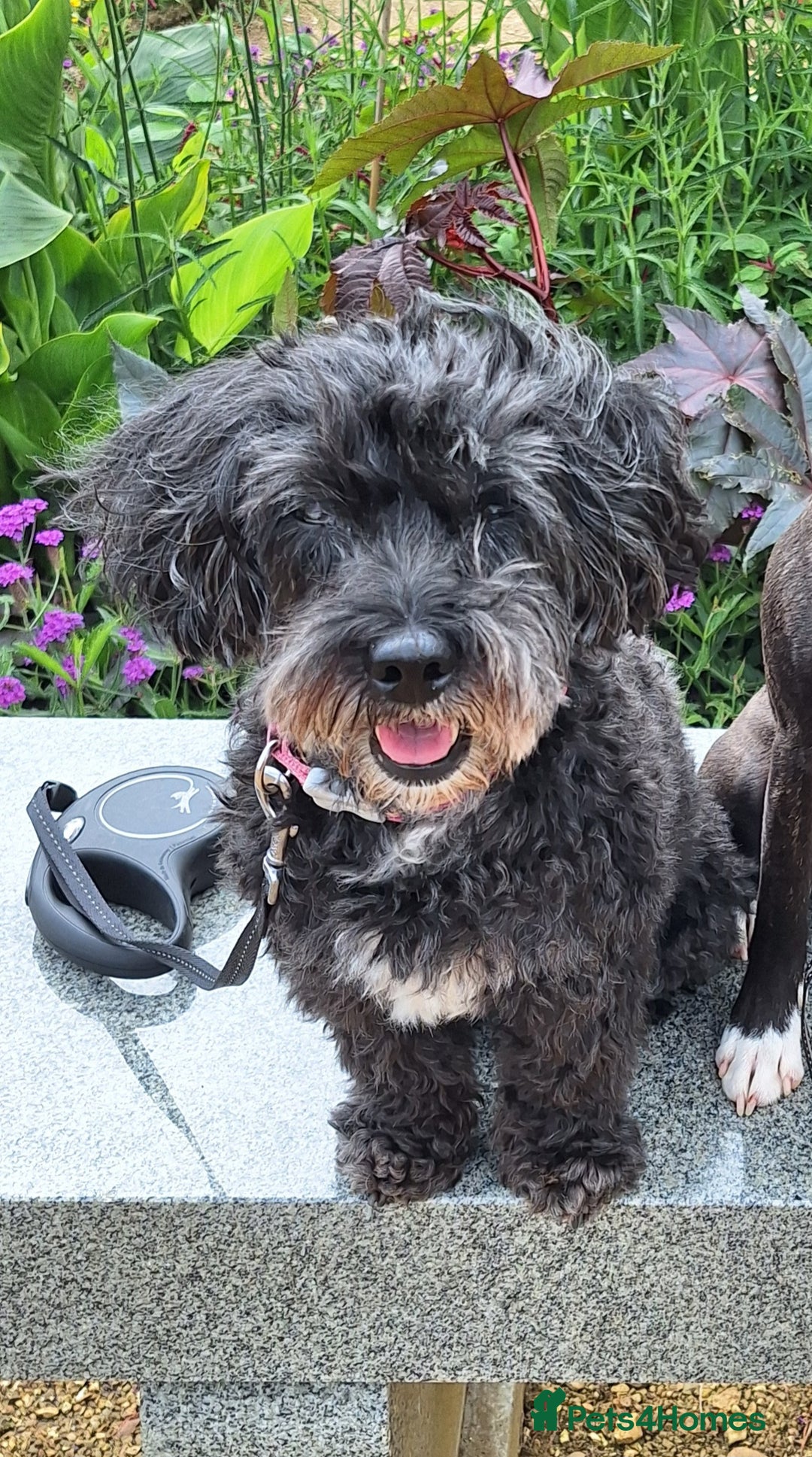 Maltipoo dogs for sale: Rosie maltipoo - Image 1