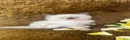 Ragdoll cats for sale: GCCF Sealpoint Lynx Mitted Ragdoll Kittens  - Advert 8