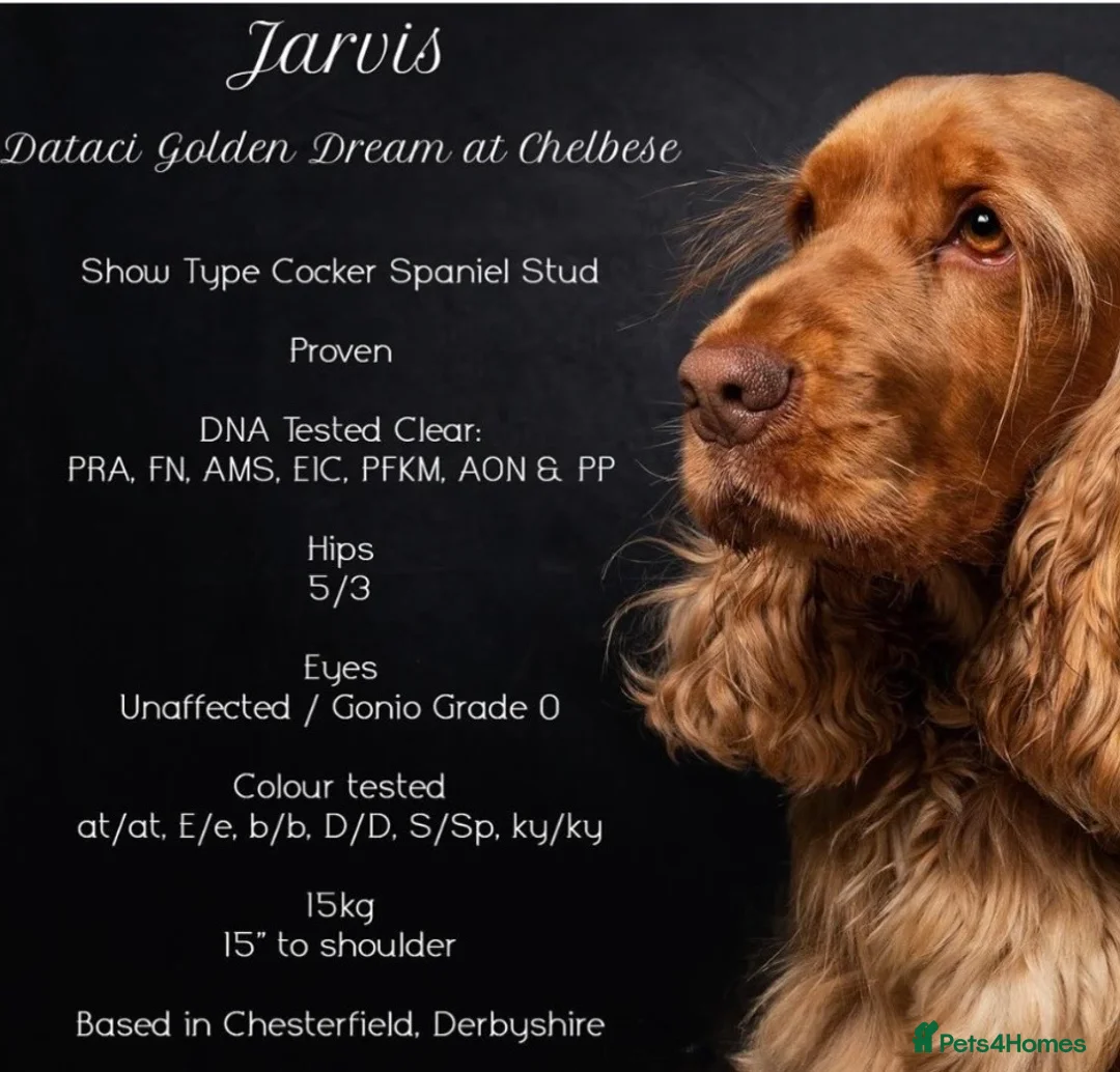 Cockapoo dogs for sale: F1 Cockapoo puppies. 1 Golden & 1 Chocolate/Tan in Rotherham - Advert 9