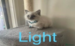 Ragdoll cats for sale: Humble Blue eyes Ragdoll kittens up for sales - Image 4