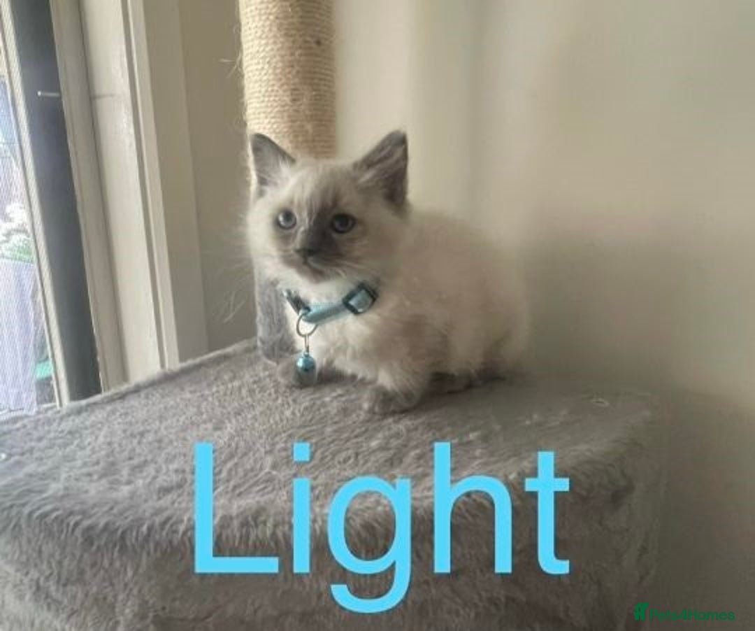 Ragdoll cats for sale: Humble Blue eyes Ragdoll kittens up for sales - Image 4