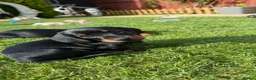 Miniature Dachshund dogs for sale: Miniature short haired Dachshund Puppy’s - Advert 18