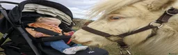 Miniature horses for sale: Sweet and Gentle Companion Pony  - Advert 8