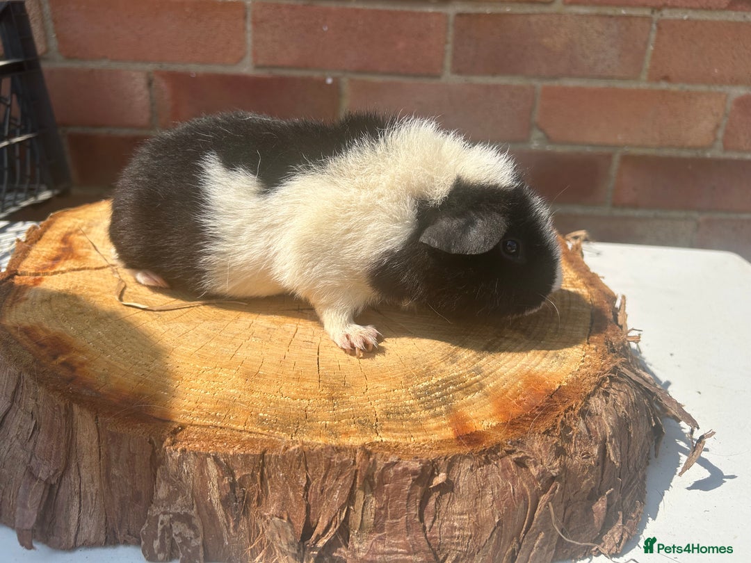 Guinea Pig rodents for sale: Female Guinea Pigs  - Image 12