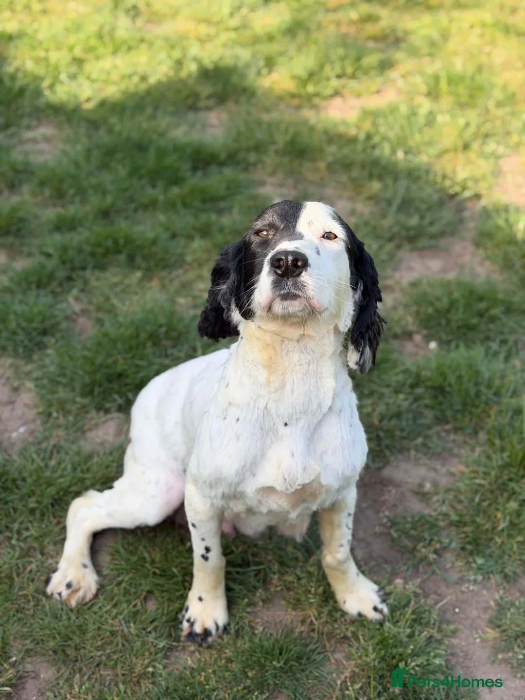 Sprocker dogs for sale: Sprocker spaniel pups - Advert 1