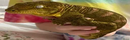 Gecko reptiles for sale: Leachie gecko - Advert 2