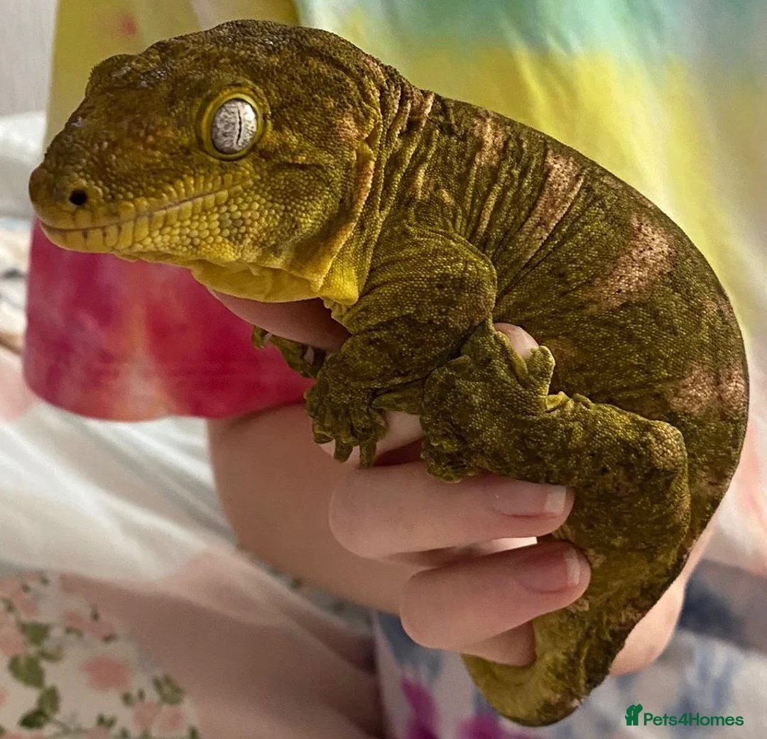 Gecko reptiles for sale: Leachie gecko - Advert 2