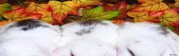 Mini Lop rabbits for sale: Quality Mini Lop girls ready now (Super tame) - Advert 2