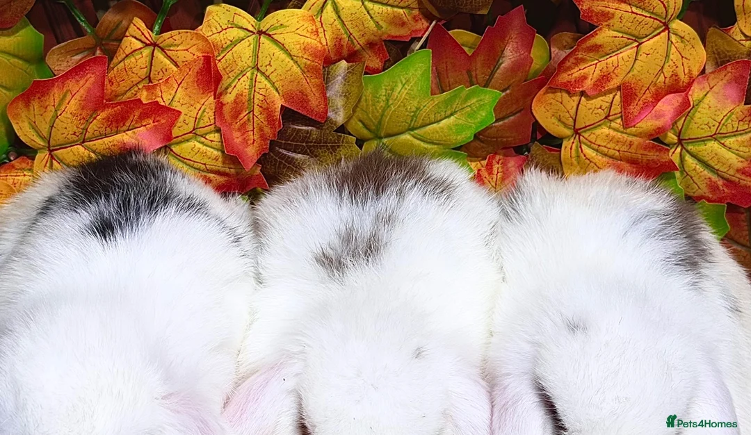 Mini Lop rabbits for sale: Quality Mini Lop girls ready now (Super tame) - Advert 2