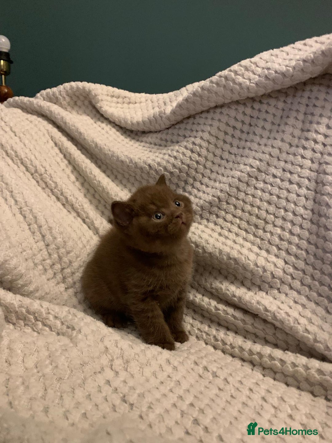 British Shorthair cats for sale: GCCF British shorthair kittens  - Advert 15