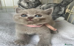 Scottish Fold cats for sale: Beautiful lilac Scottishfold straight ear kittens  - Image 38