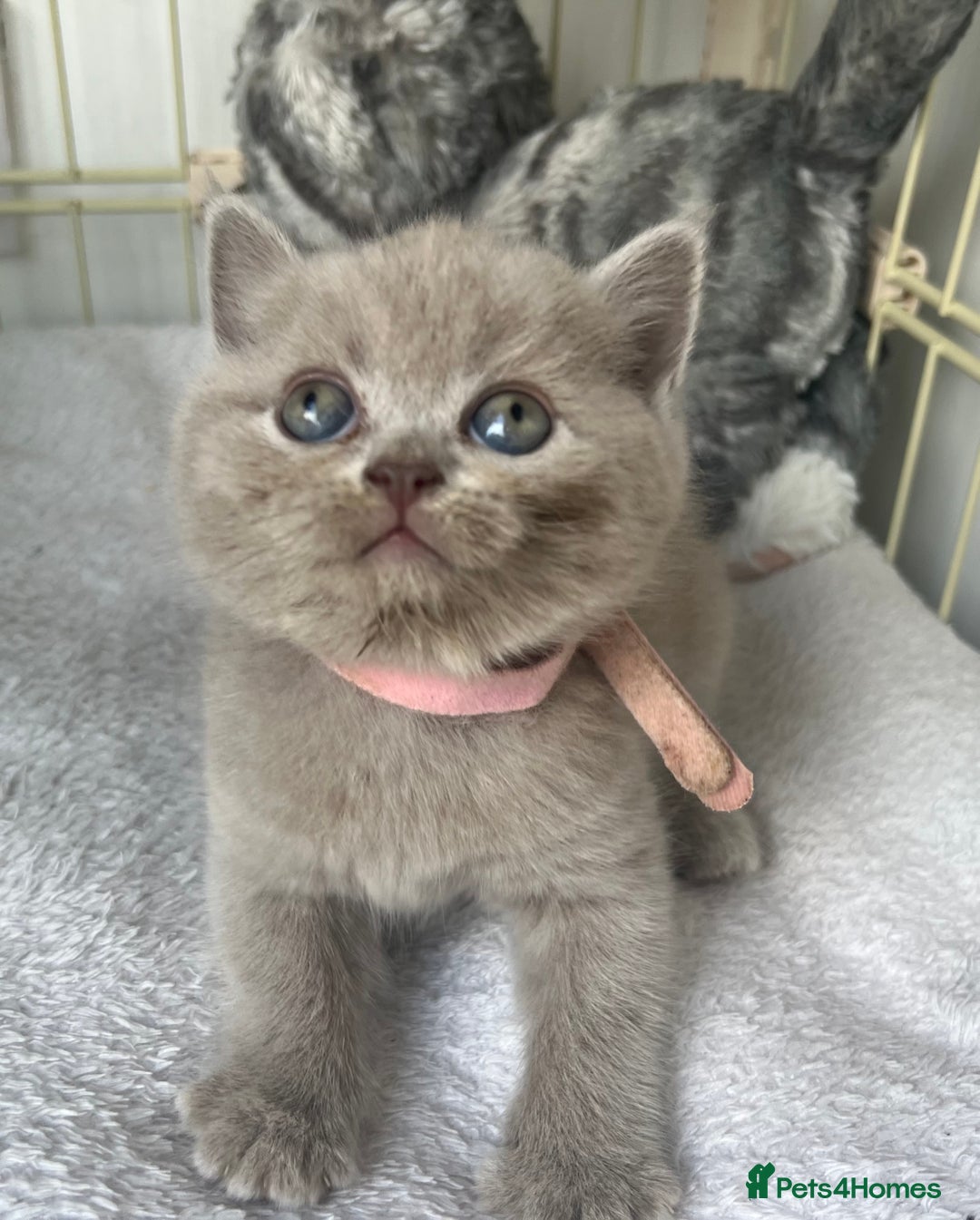 Scottish Fold cats for sale: Beautiful lilac Scottishfold straight ear kittens  - Image 38