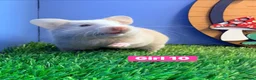 Hamster rodents for sale: Syrian Hamster Babiy Males Females Boy Girl - Advert 15