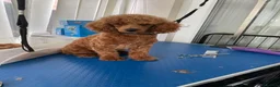 Toy Poodle dogs for stud: Kc Toy poodle  in Wakefield - Advert 9