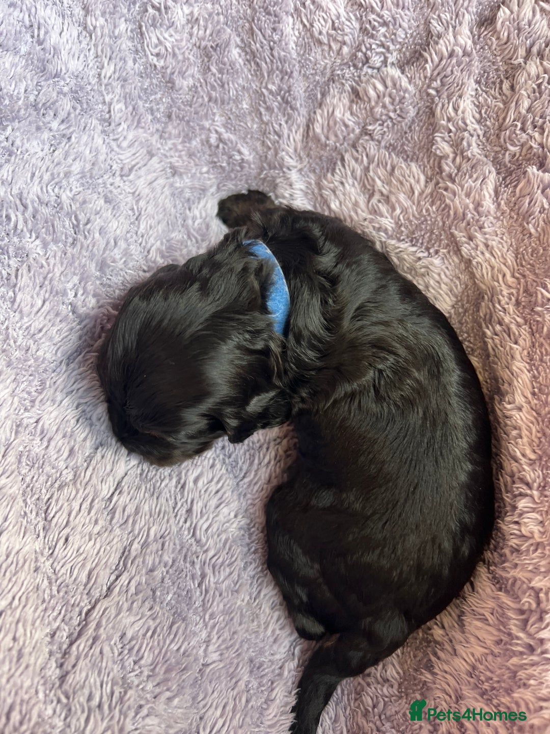 Cockapoo dogs for sale: F1b Cockerpoo puppies. - Image 34