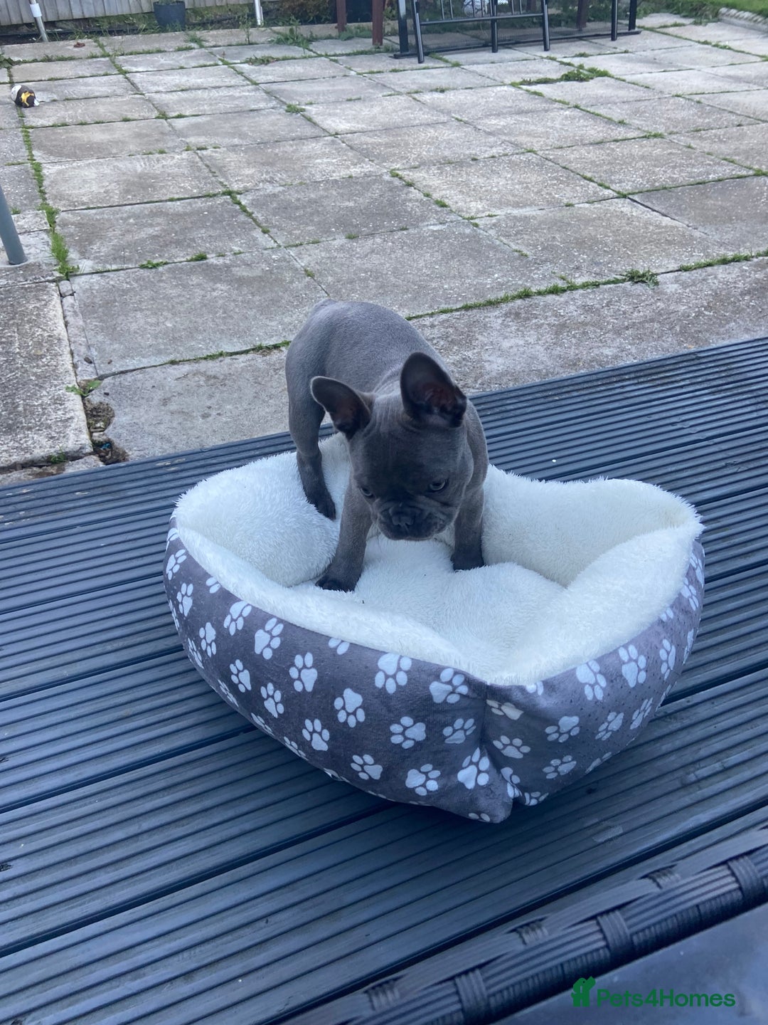 French Bulldog dogs for sale: French bulldog pup girl BLUE 13 weeks old - Image 17