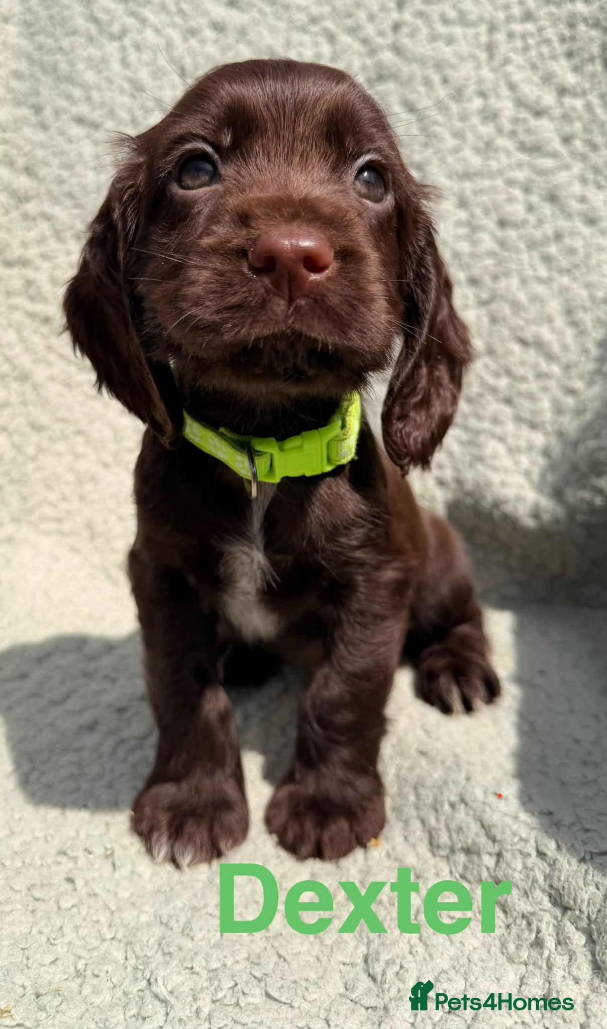 Cocker Spaniel dogs for sale: Working cocker spaniels  - Advert 5