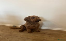 Cavapoo dogs for sale: Cavapoo for rehoming - Image 3