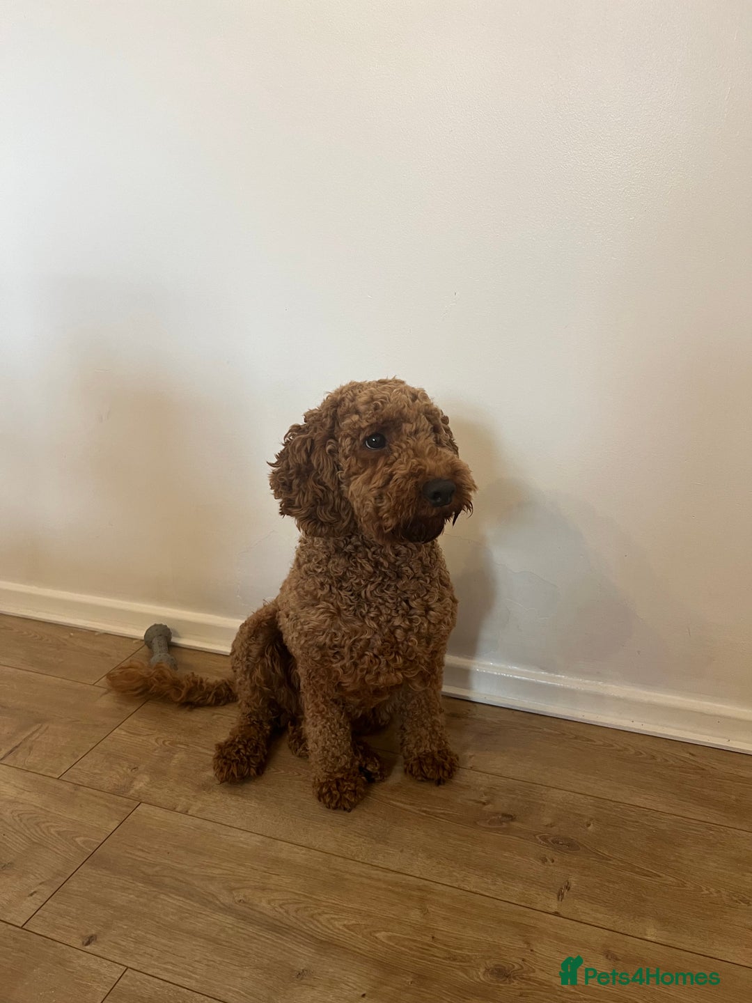 Cavapoo dogs for sale: Cavapoo for rehoming - Image 3