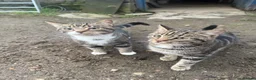 Domestic Shorthair cats for sale: Kittens in Huntly - Advert 4