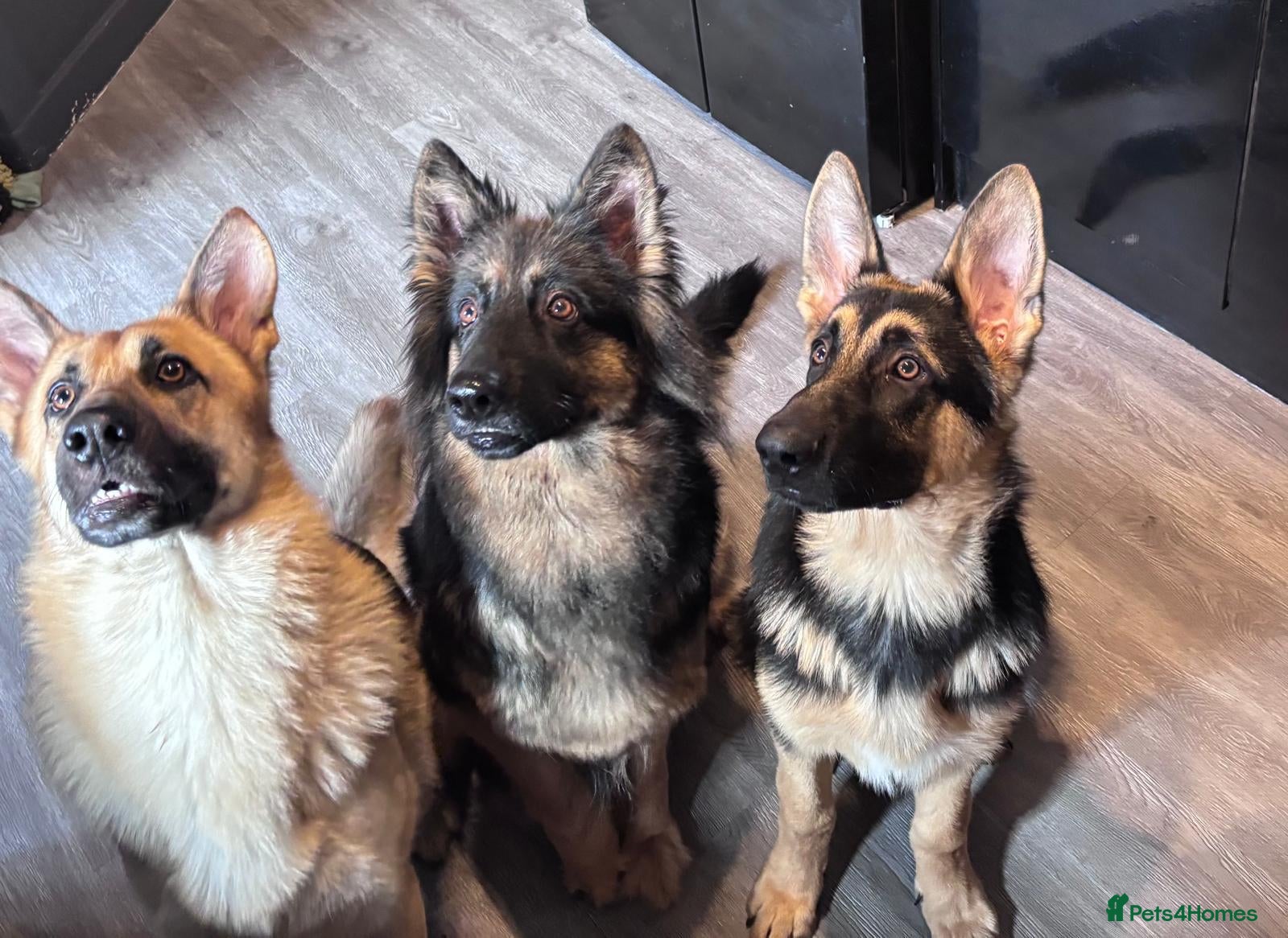 German Shepherd dogs 8 months old german shepherd  - Advert 2