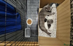Russian Blue cats for sale: Beautiful Russian Blue cross kittens  - Image 11