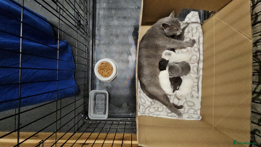 Russian Blue cats for sale: Beautiful Russian Blue cross kittens  - Image 11