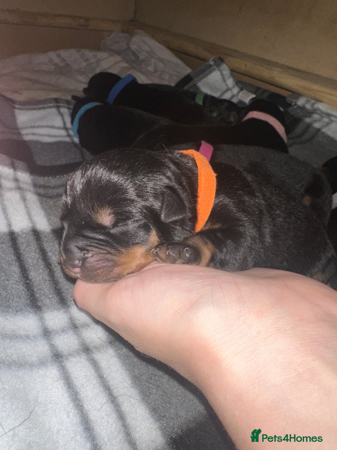 Rottweiler dogs for sale: Full thoroughbred Rottweilers available - Image 9