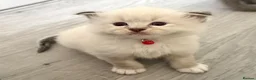 Ragdoll cats for sale: Beautiful TICA Registered Ragdoll Kittens - Advert 4