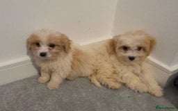 Cavachon dogs for sale: Cavachon puppies  - Advert 13