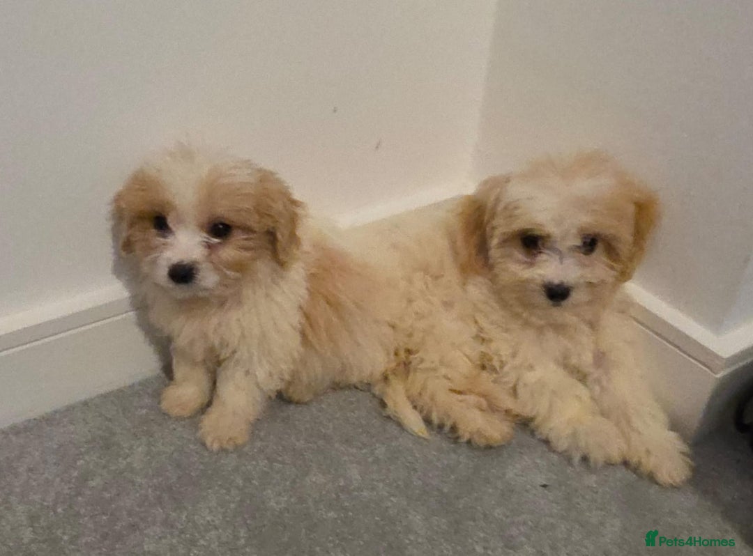 Cavachon dogs for sale: Cavachon puppies  - Advert 13