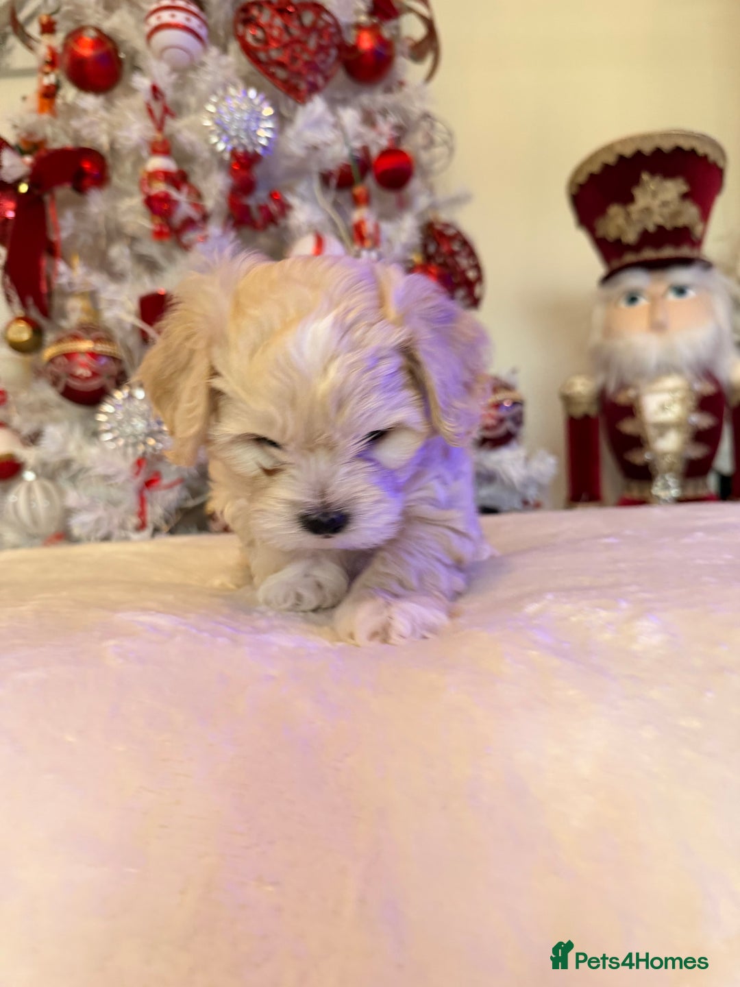 Mixed Breed dogs for sale: Malticavapoo - Advert 11