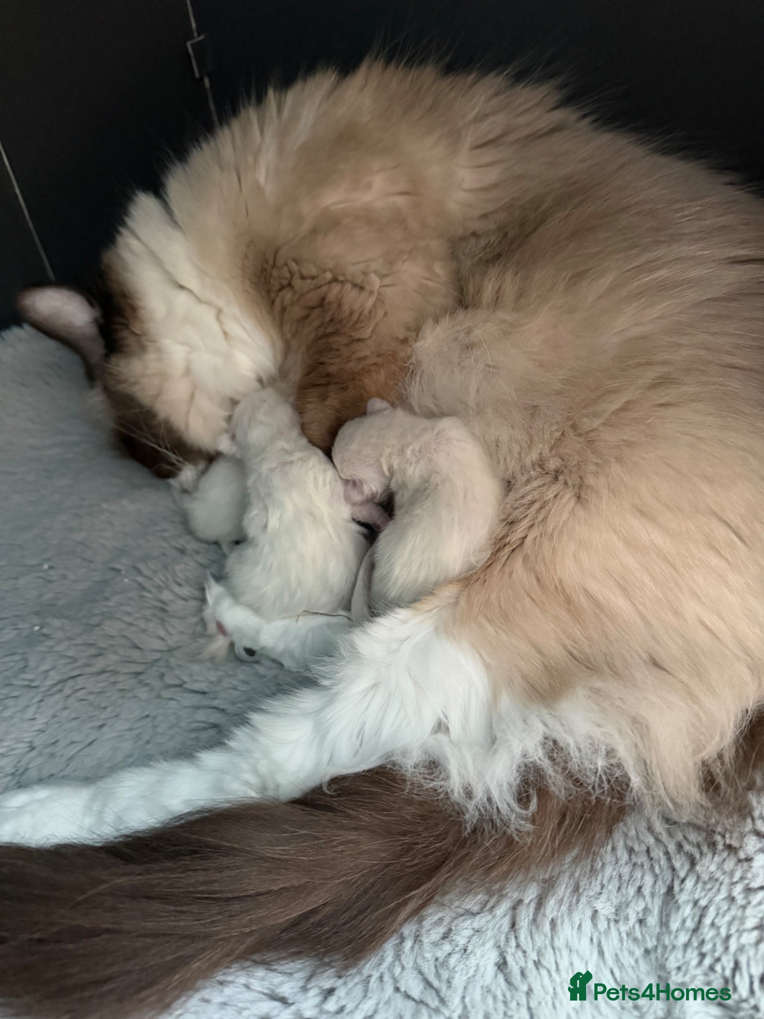 Ragdoll cats Beautiful pure ragdoll kittens - Advert 9