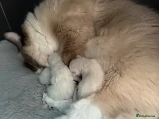 Ragdoll cats Beautiful pure ragdoll kittens - Advert 3