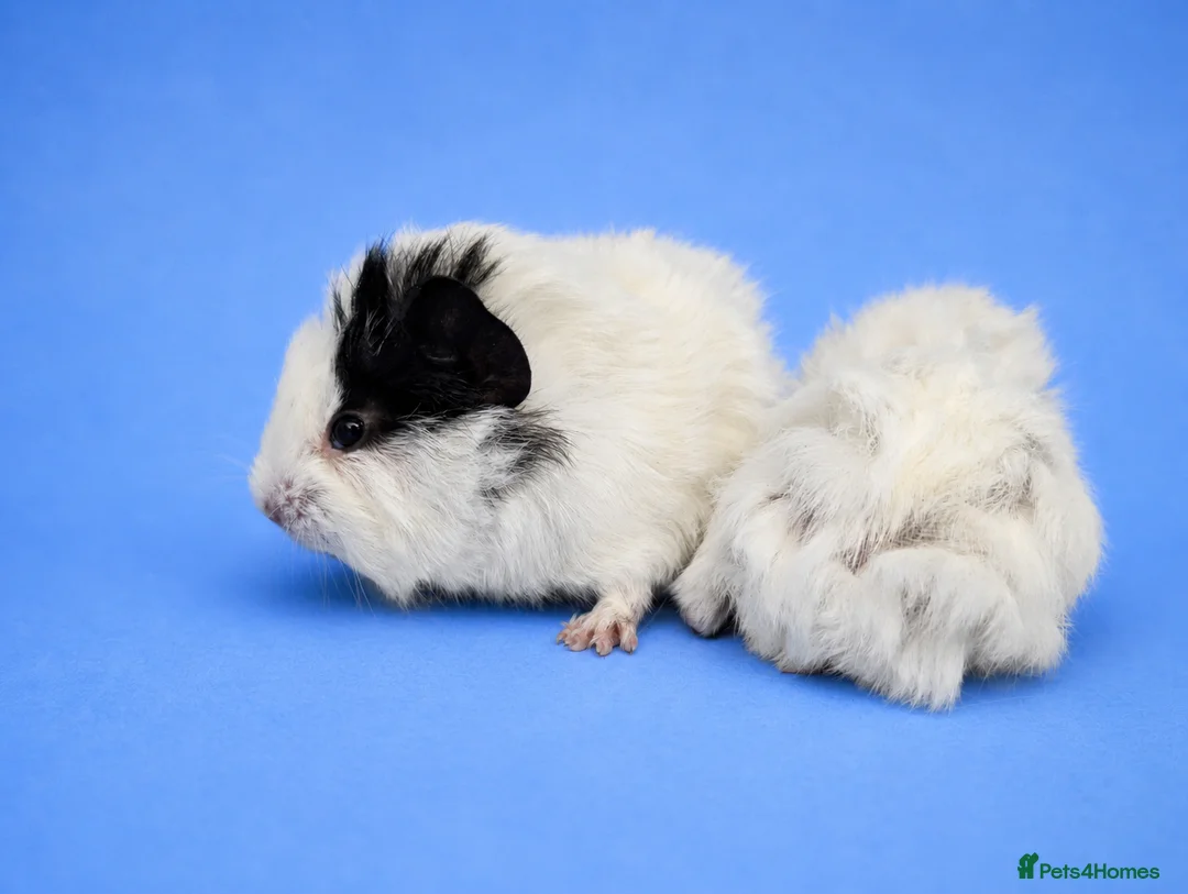 Guinea Pig rodents for sale: Abyssinian guinea pig brothers  - Advert 4