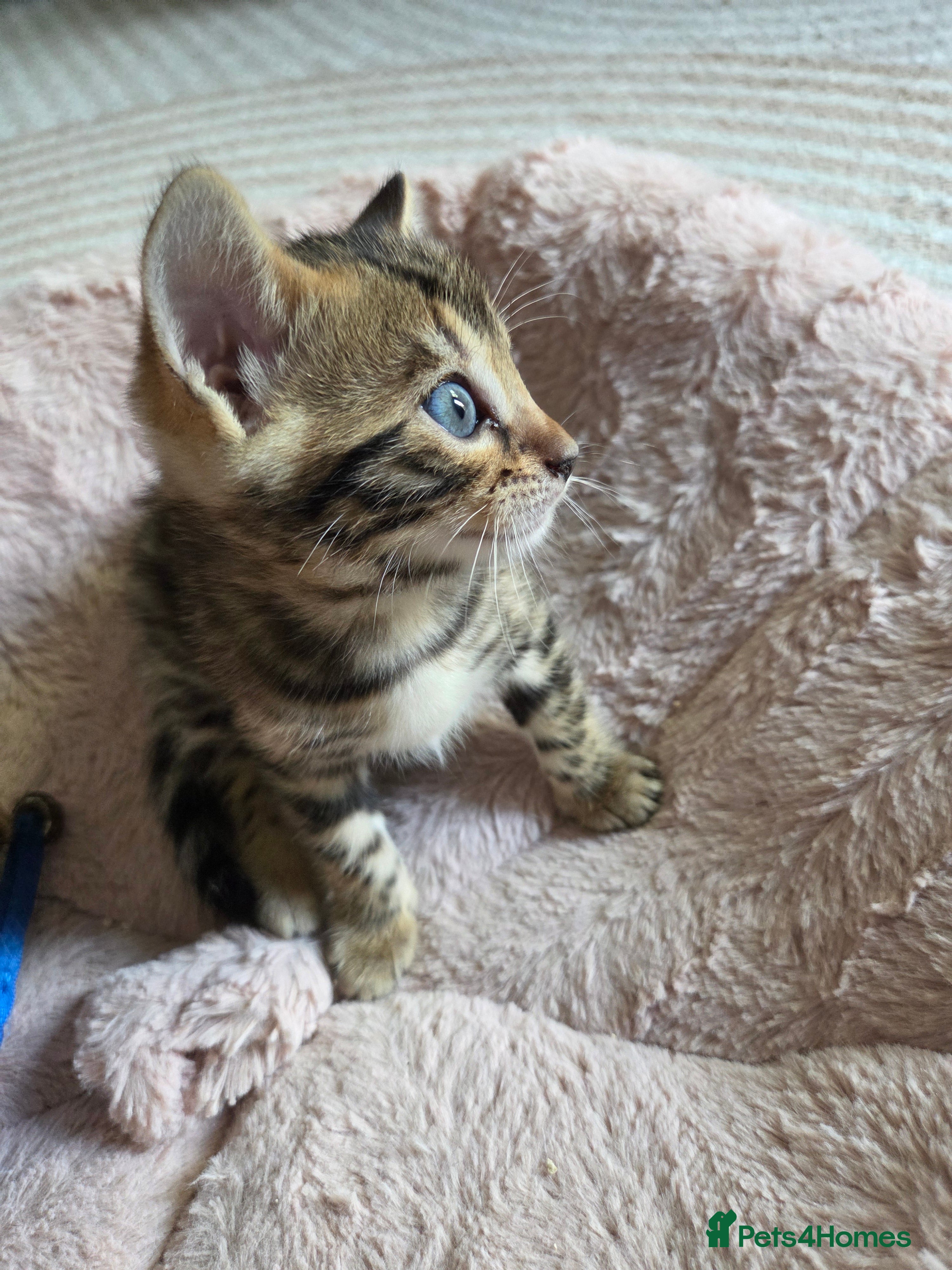 Bengal cats for sale: Stunning Pure Bengal Kittens –Reservations  Open🐆 - Advert 2