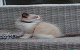 Ragdoll cats for sale: 🐈✨ Tica Registered Ragdoll Kittens in Tamworth - Image 31