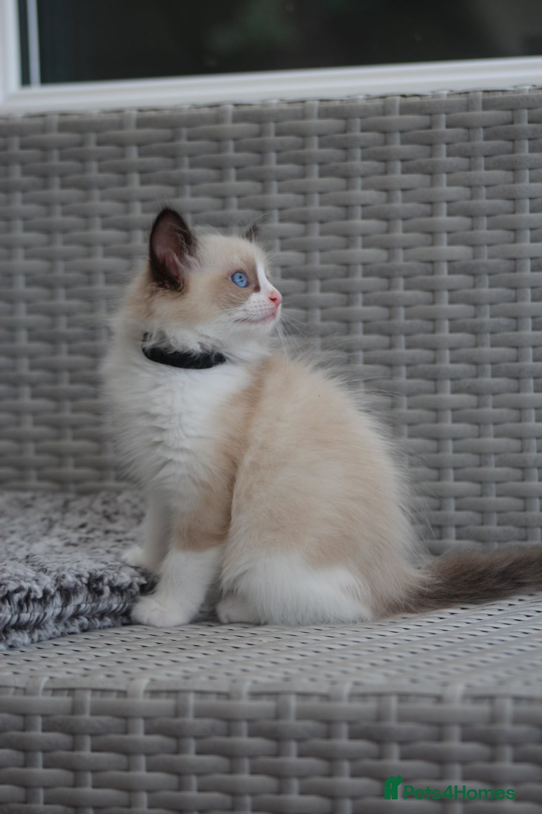 Ragdoll cats for sale: 🐈✨ Tica Registered Ragdoll Kittens in Tamworth - Image 31