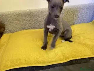 Whippet dogs Whippet - Advert 6