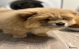 Chow Chow dogs for sale: Champion pedigree chow chow puppies in Northampton - Image 37