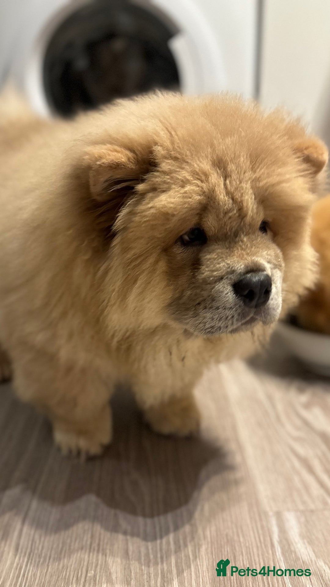 Chow Chow dogs for sale: Champion pedigree chow chow puppies in Northampton - Image 37